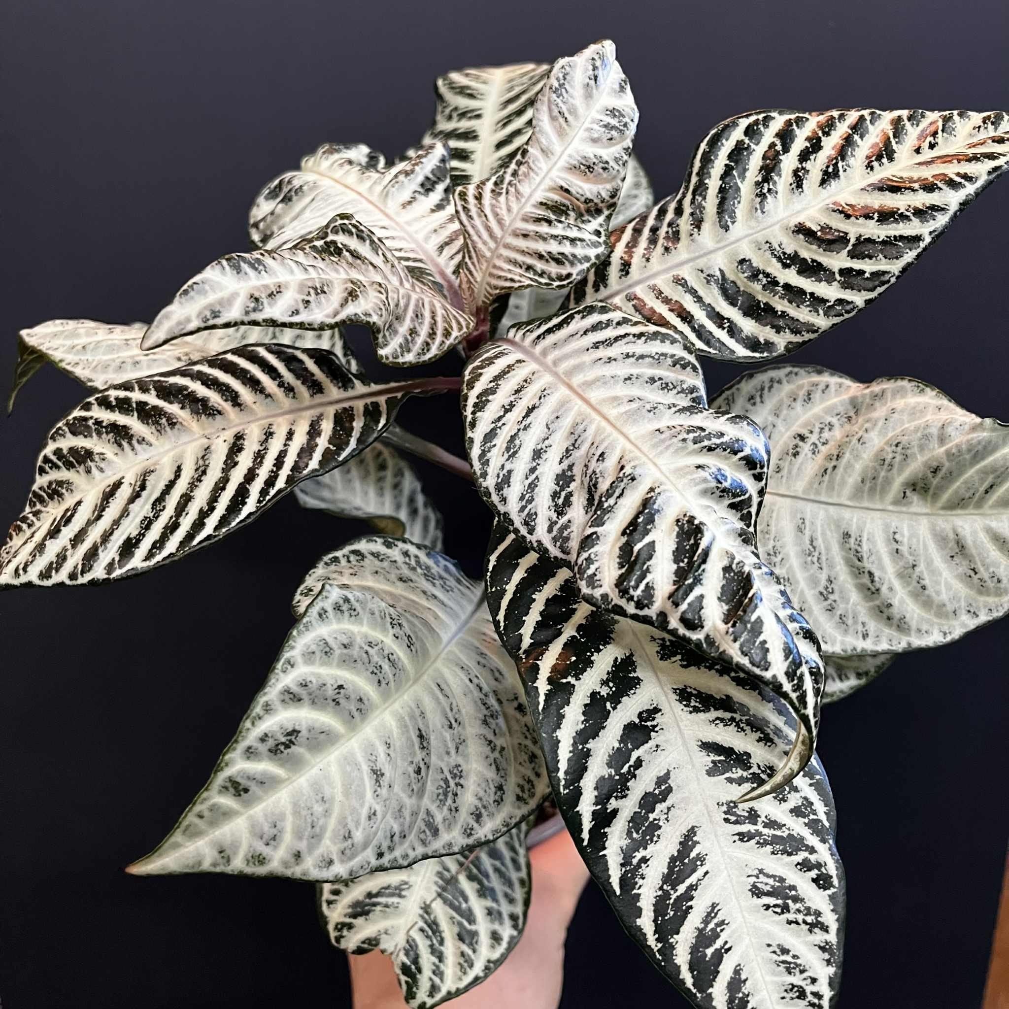 Magazoo Plante Aphelandra Squaroza 'Snowflake' | Aphelandra Zebra - 10 cm
