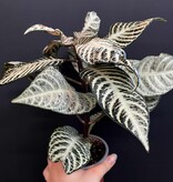 Magazoo Plante Aphelandra Squaroza 'Snowflake' | Aphelandra Zebra - 10 cm