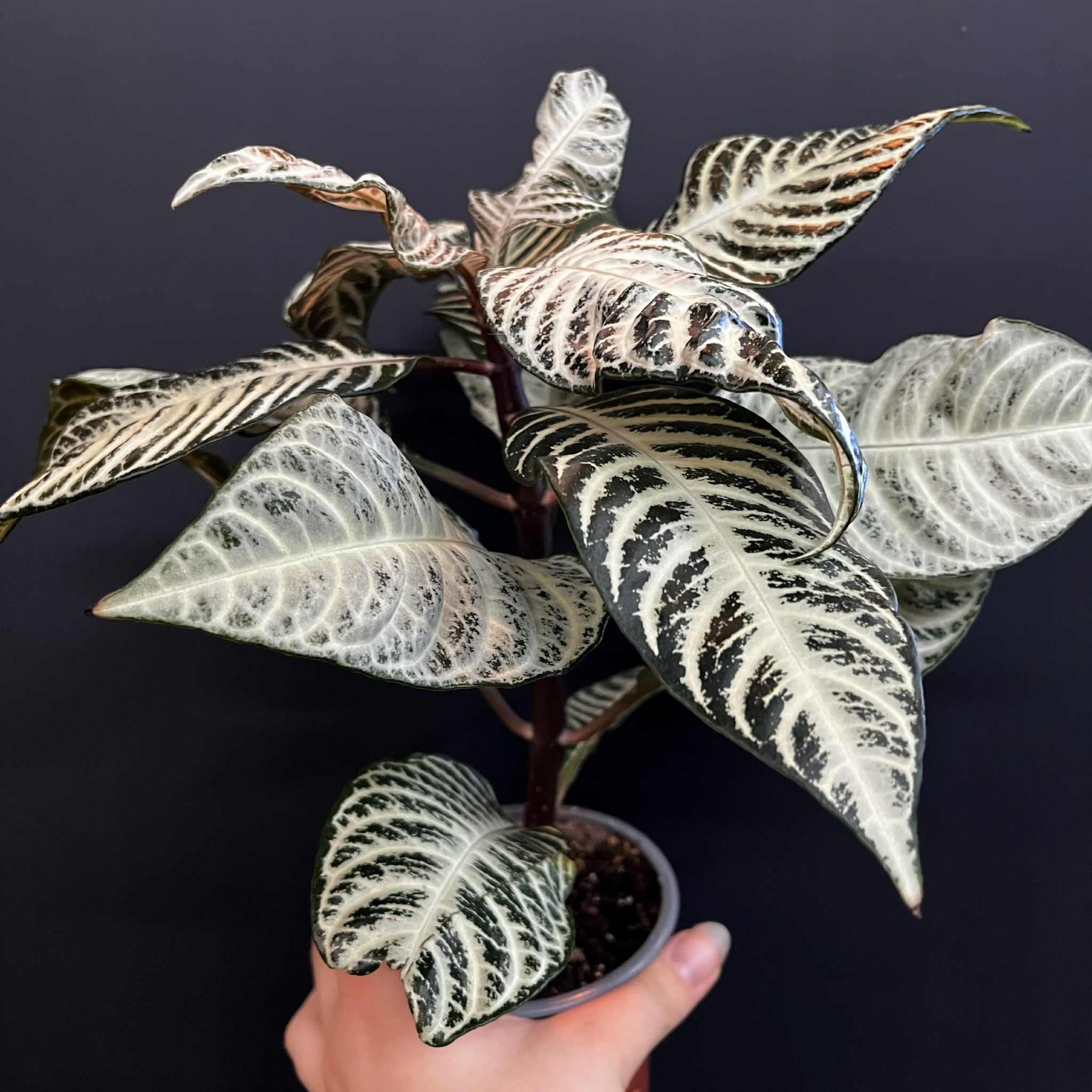 Magazoo Aphelandra Squaroza 'Snowflake' Plant | Aphelandra Zebra - 10 cm