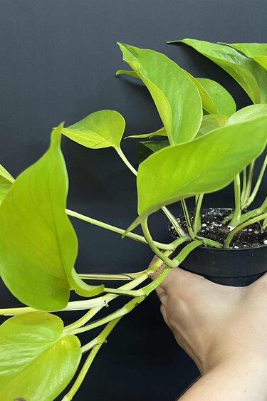 Magazoo Plante Epipremnum aureum 'Neon' (Pothos)