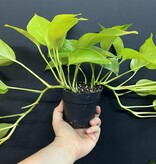 Magazoo Epipremnum aureum 'Neon' (Pothos) Plant