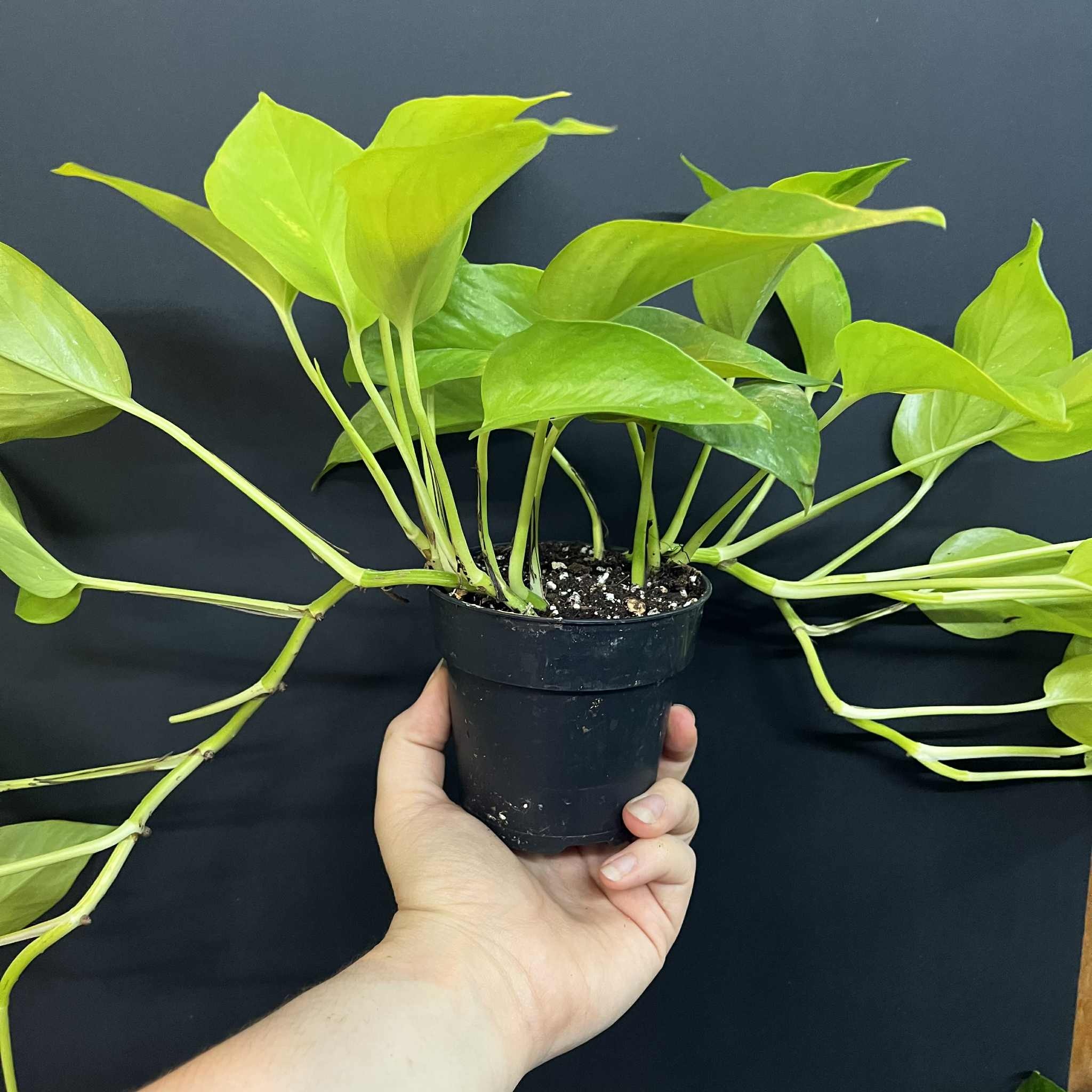 Magazoo Plante Epipremnum aureum 'Neon' (Pothos)