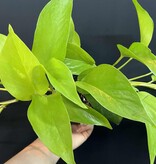 Magazoo Plante Epipremnum aureum 'Neon' (Pothos) 10cm