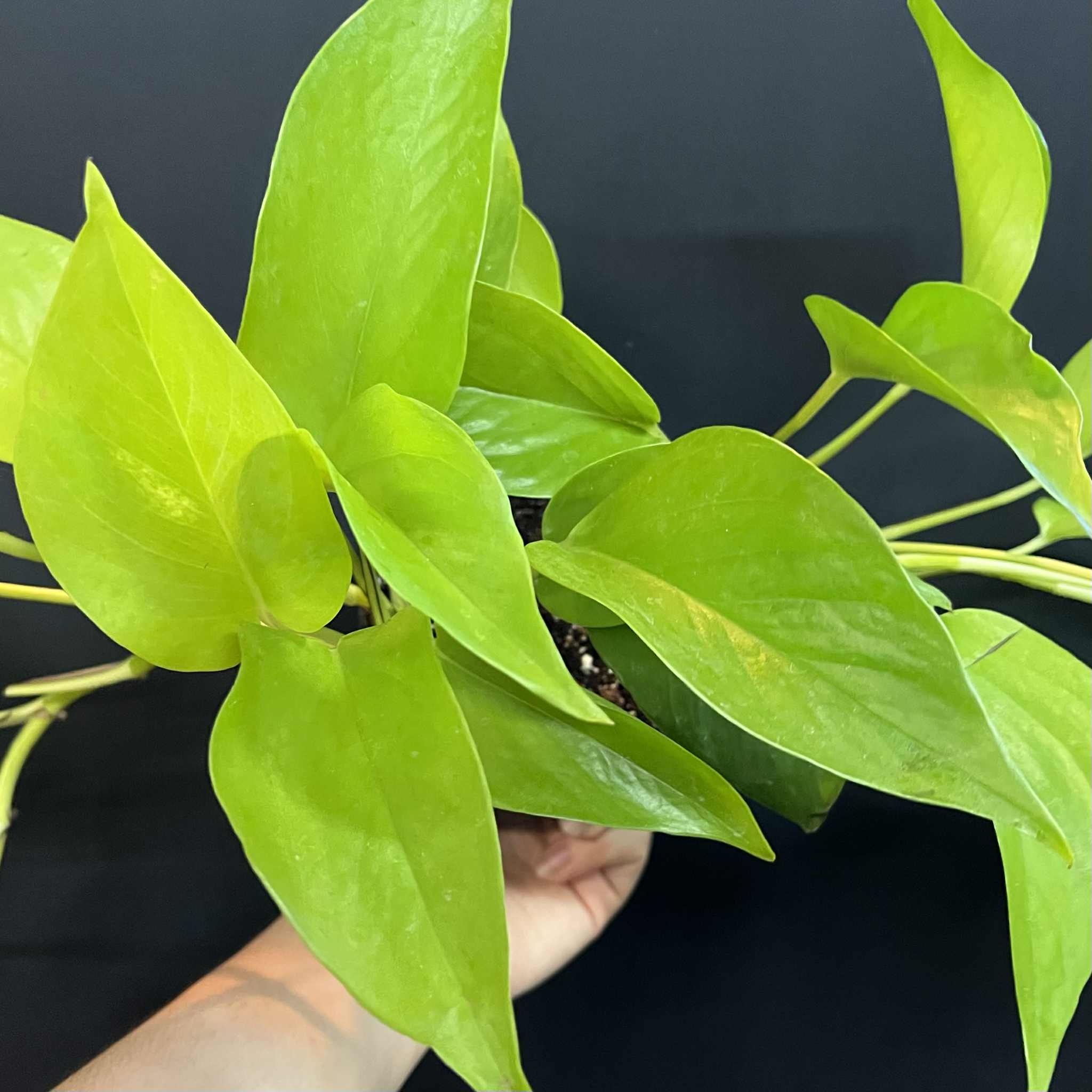 Magazoo Epipremnum aureum 'Neon' (Pothos) Plant