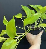 Magazoo Plante Epipremnum aureum 'Neon' (Pothos) 10cm