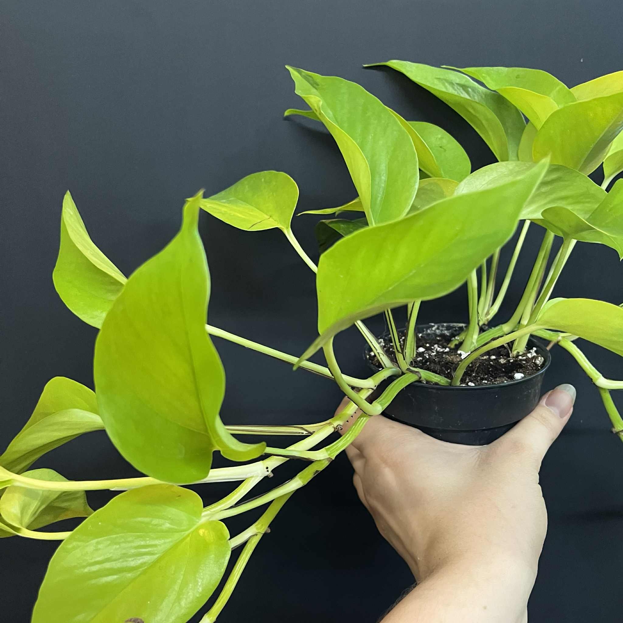 Magazoo Plante Epipremnum aureum 'Neon' (Pothos)