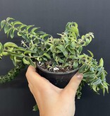 Magazoo Plante Aeschynanthus Radicans 'Twister' (pot 10 cm)
