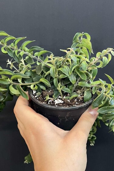 Magazoo Plante Aeschynanthus Radicans 'Twister' (pot 10 cm)