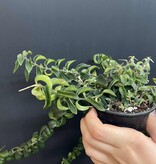 Magazoo Plante Aeschynanthus Radicans 'Twister' (pot 10 cm)