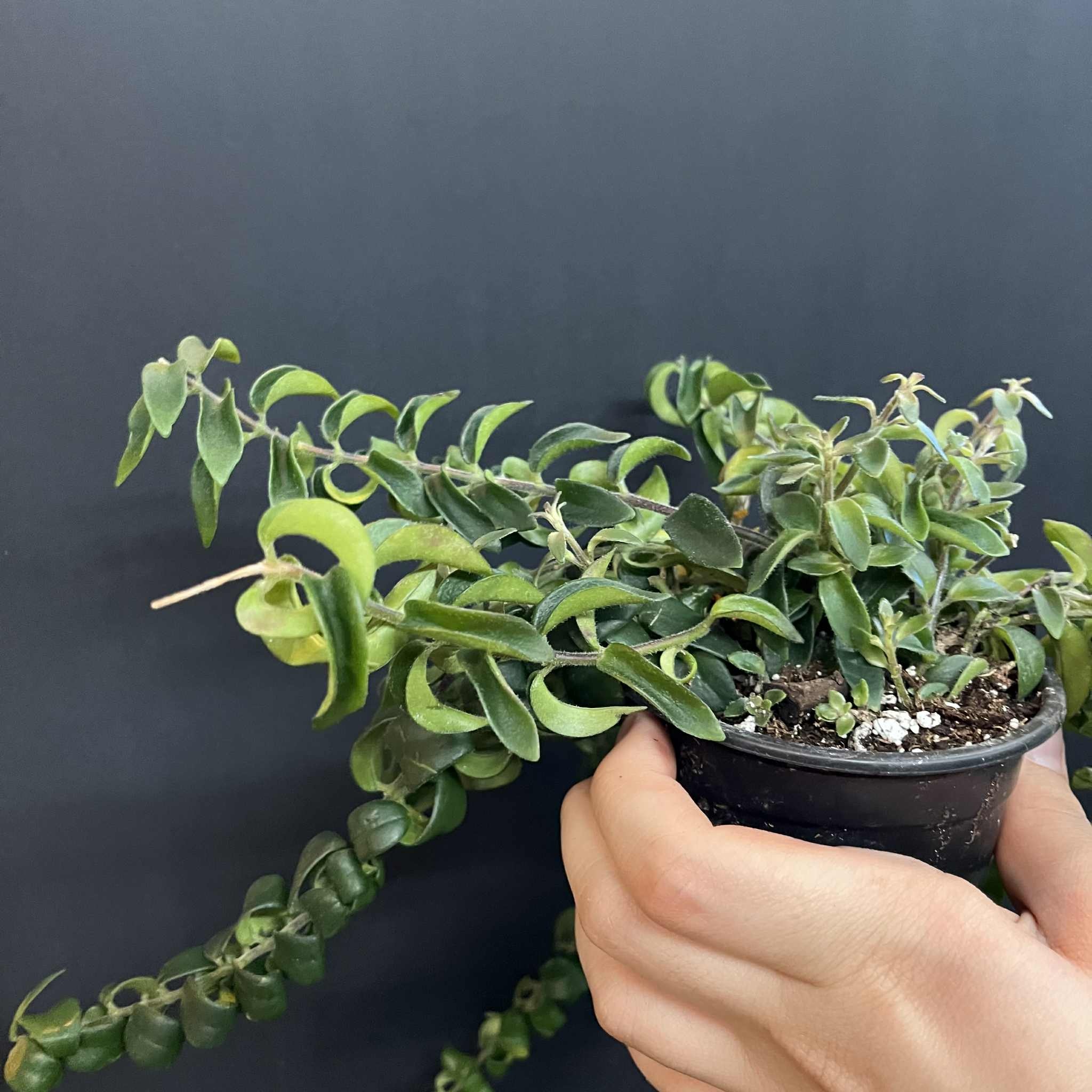 Magazoo Aeschynanthus Radicans 'Twister' Plant (10 cm pot)