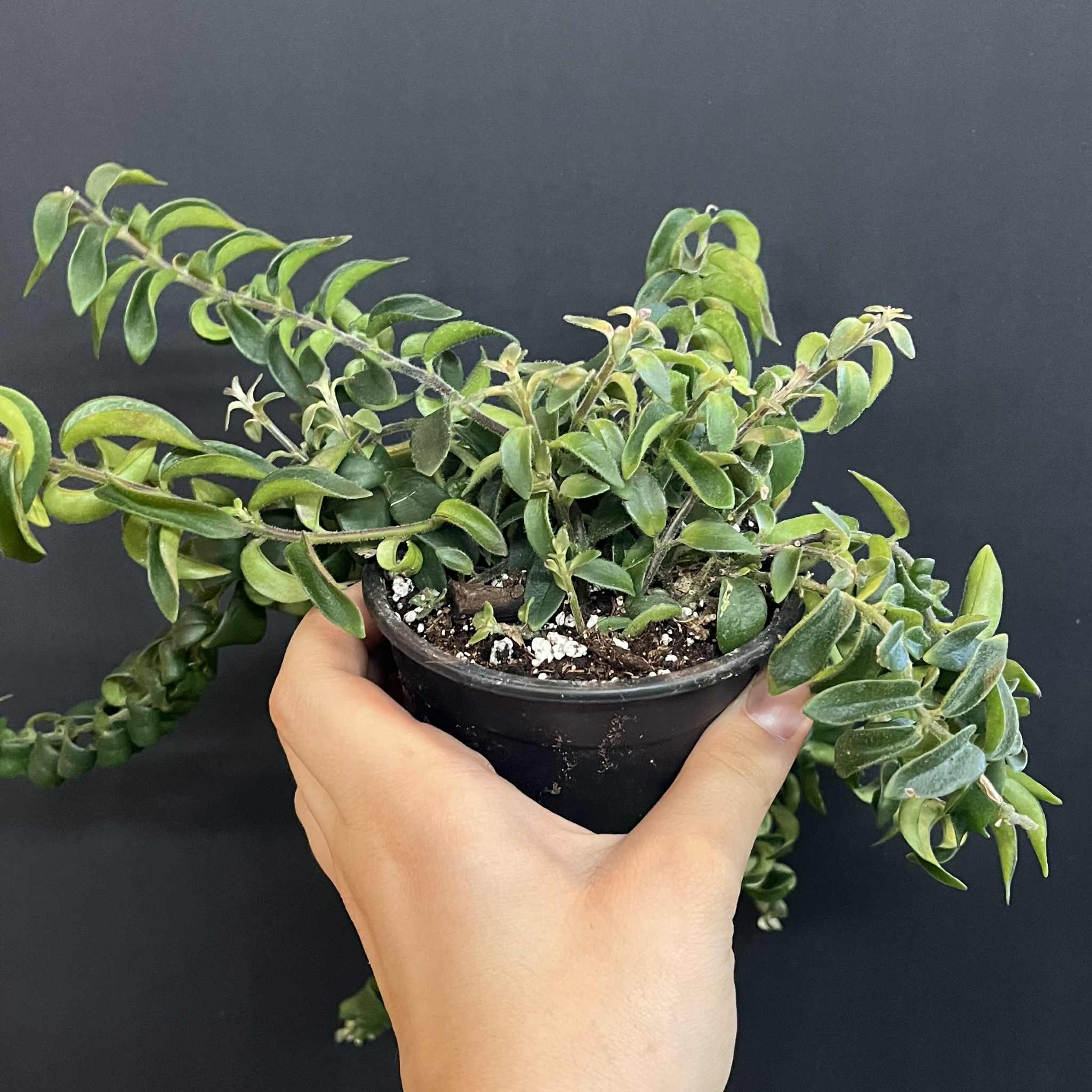 Magazoo Plante Aeschynanthus Radicans 'Twister' (pot 10 cm)