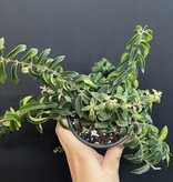 Magazoo Plante Aeschynanthus Radicans 'Twister' (pot 10 cm)