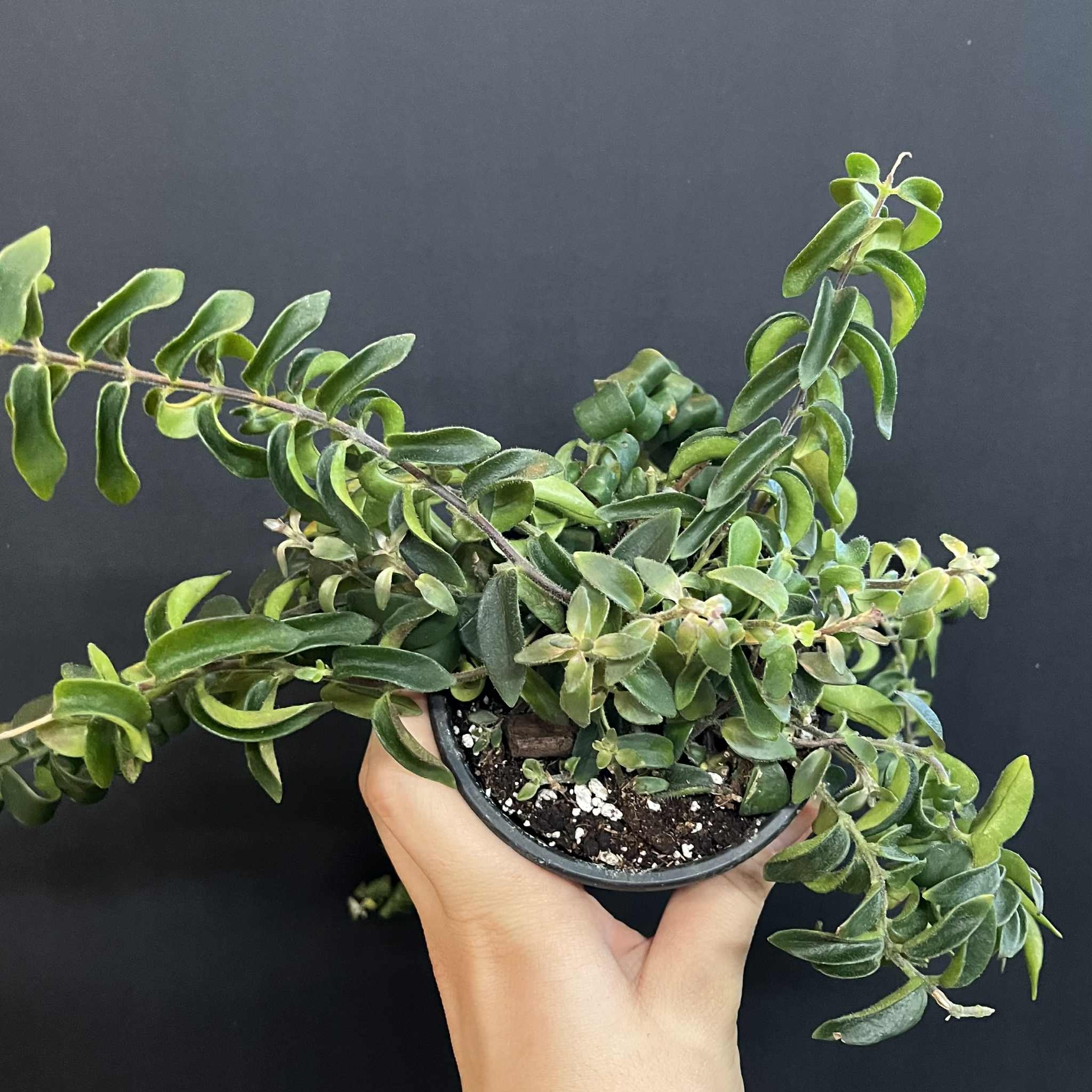 Magazoo Plante Aeschynanthus Radicans 'Twister' (pot 10 cm)