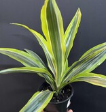 Magazoo Dracaena Warneckii 'Goldstar' Plant (10 cm)