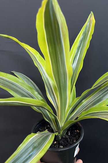 Magazoo Dracaena Warneckii 'Goldstar' Plant (10 cm)