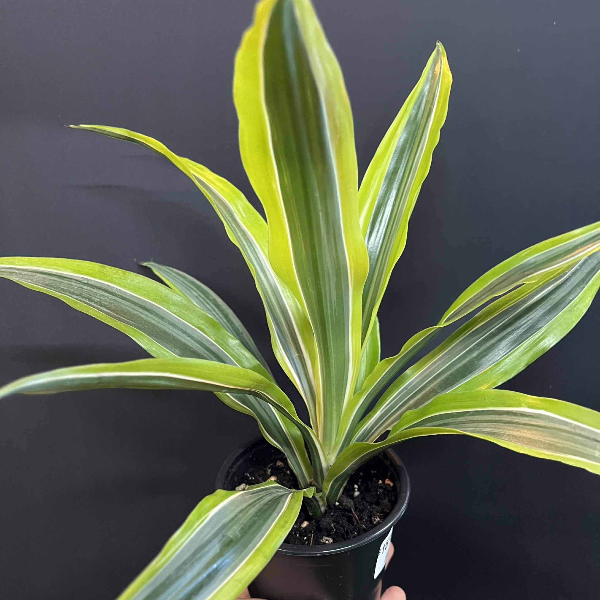 Magazoo Dracaena Warneckii 'Goldstar' Plant (10 cm)