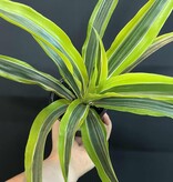 Magazoo Dracaena Warneckii 'Goldstar' Plant (10 cm)