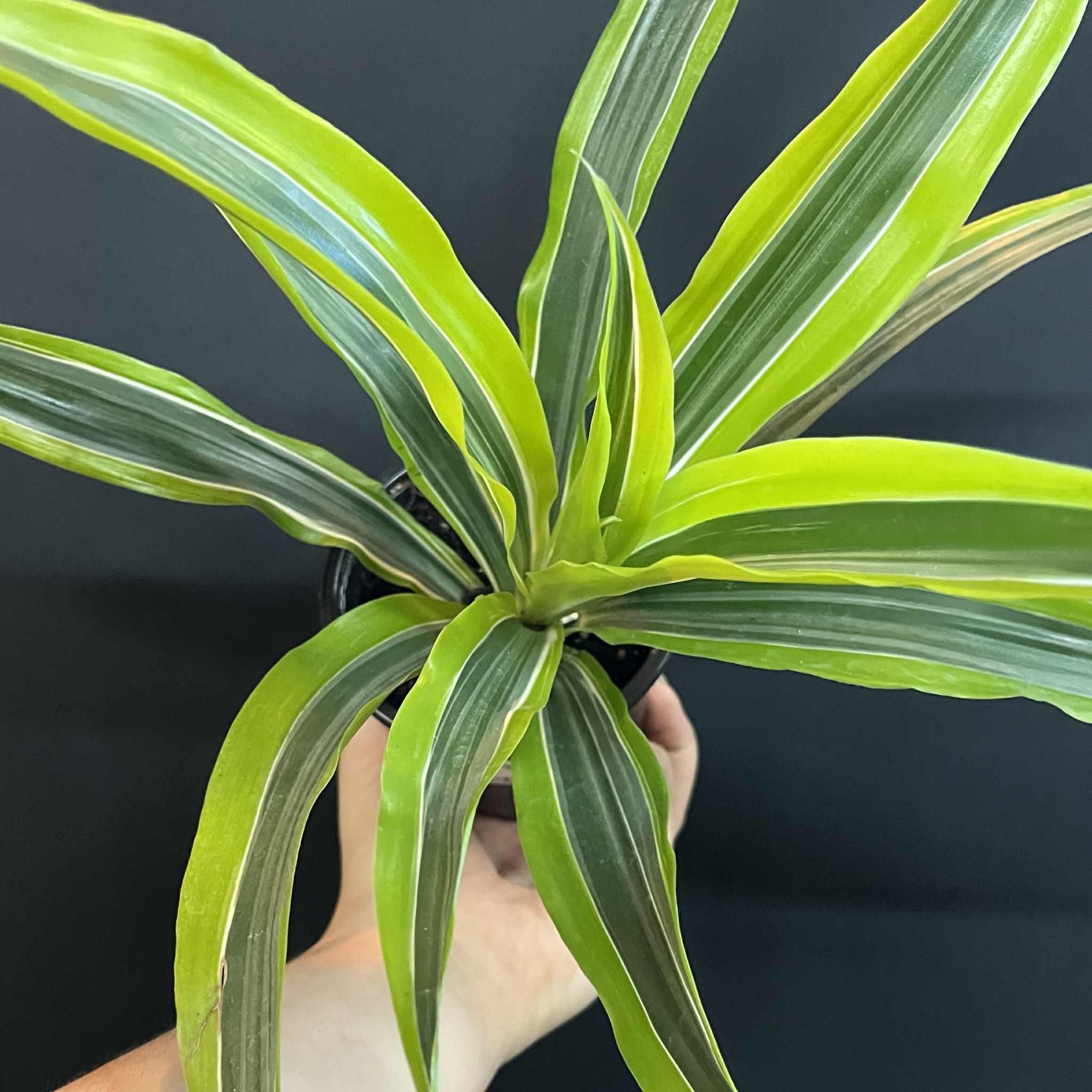 Magazoo Dracaena Warneckii 'Goldstar' Plant (10 cm)