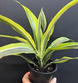 Magazoo Dracaena Warneckii 'Goldstar' Plant (10 cm)