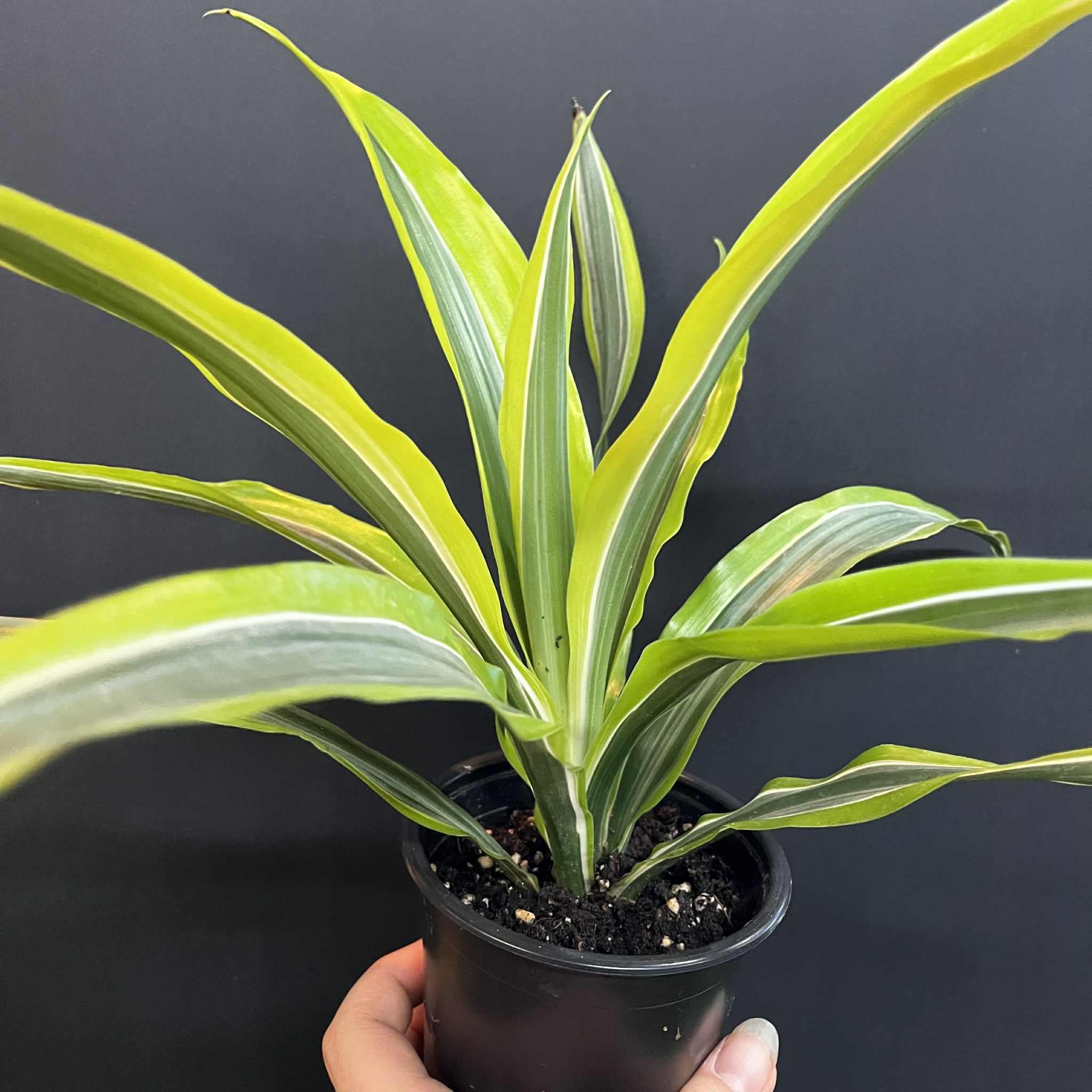 Magazoo Plante Dracaena Warneckii 'Goldstar' (10 cm)