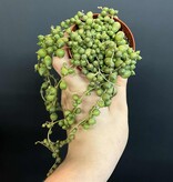 Magazoo Plante Senecio Rowleyanus (Collier de perles) (pot 6 cm)