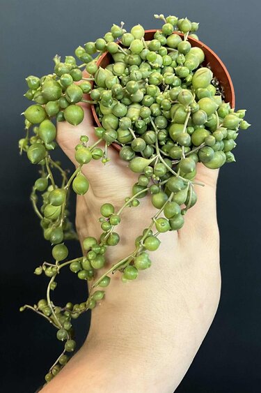 Magazoo Senecio Rowleyanus Plant (Pearl necklace) (6 cm pot)