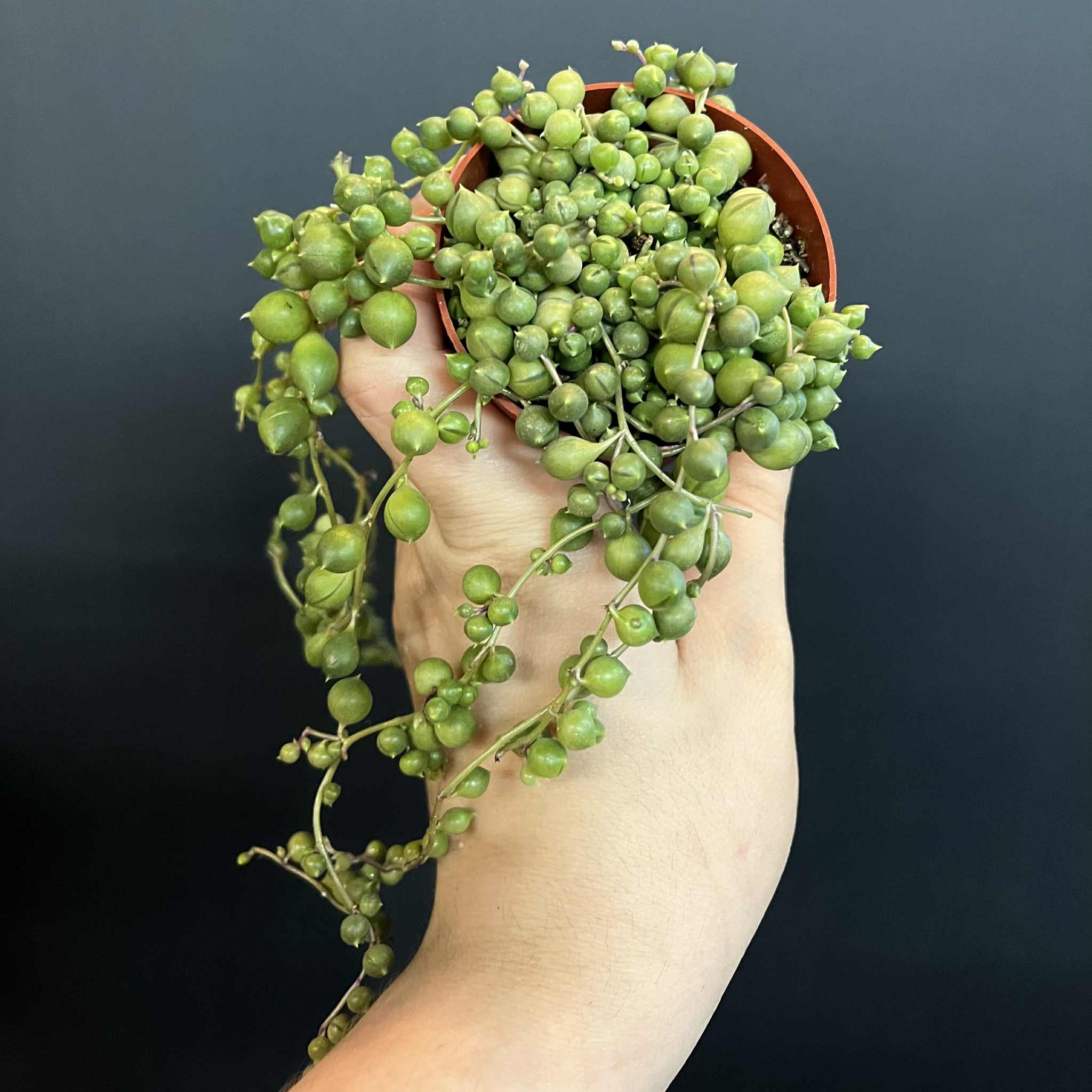 Magazoo Senecio Rowleyanus Plant (Pearl necklace) (6 cm pot)