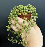Magazoo Senecio Rowleyanus Plant (Pearl necklace) (6 cm pot)