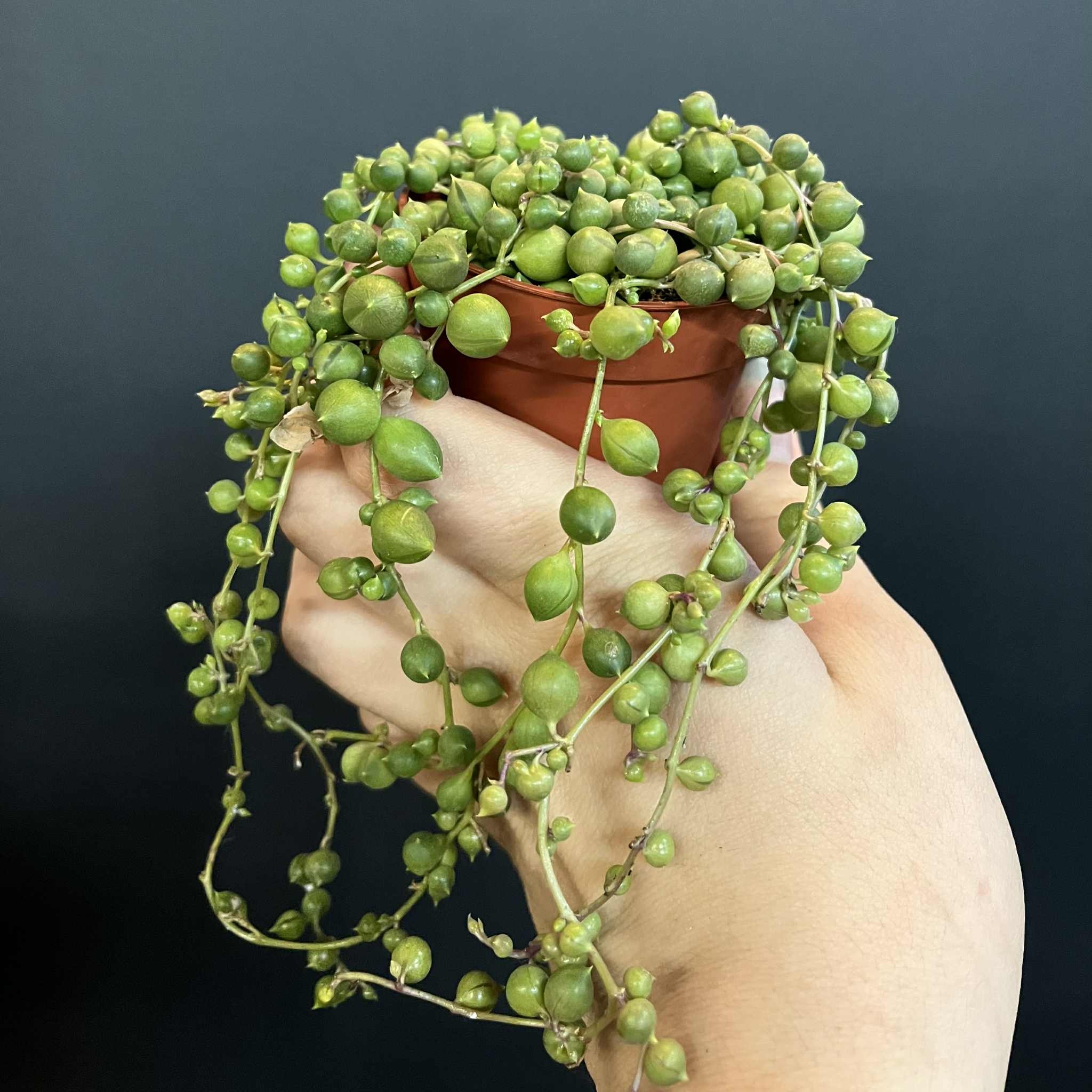 Magazoo Plante Senecio Rowleyanus (Collier de perles) (pot 6 cm)