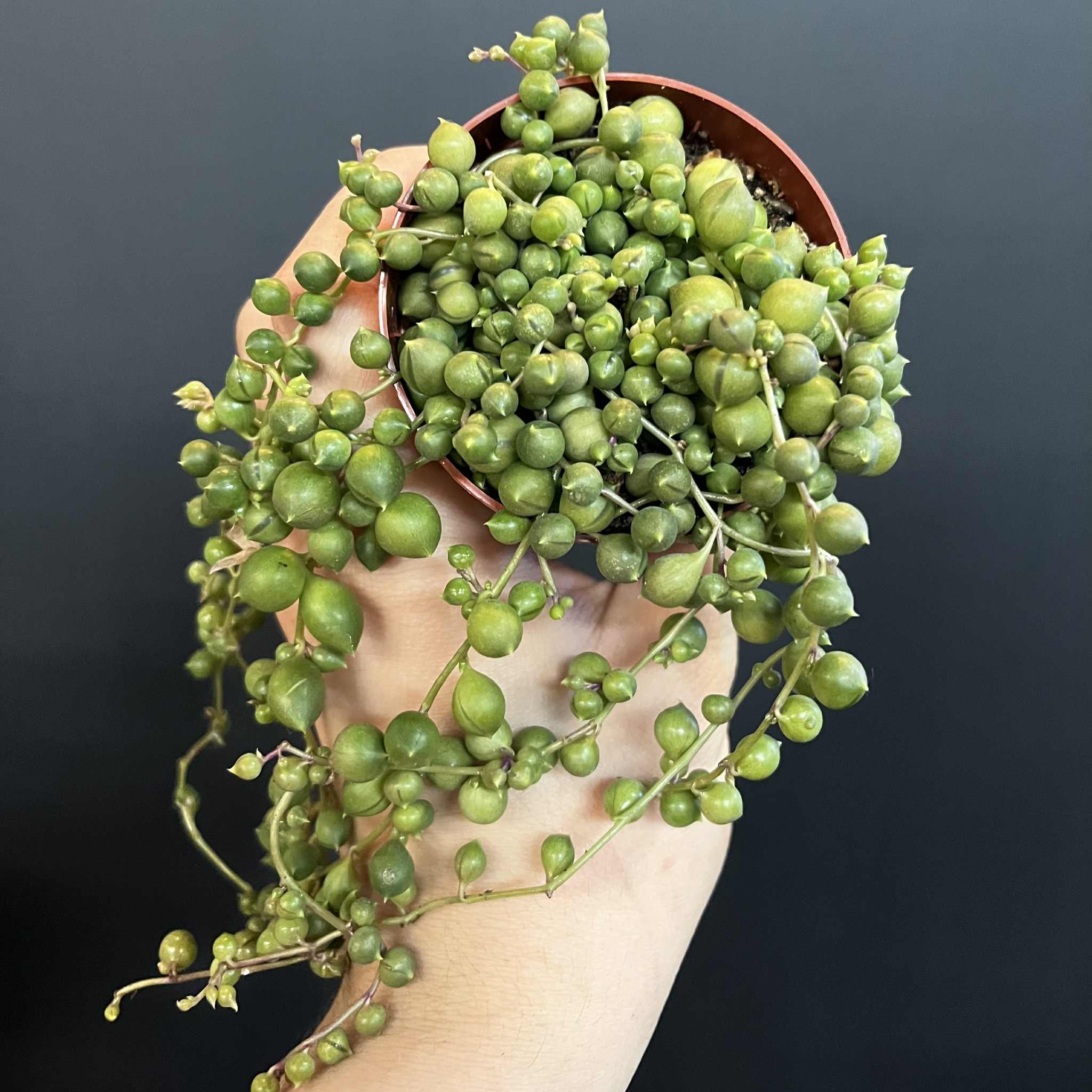 Magazoo Senecio Rowleyanus Plant (Pearl necklace) (6 cm pot)