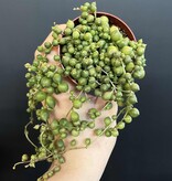Magazoo Senecio Rowleyanus Plant (Pearl necklace) (6 cm pot)