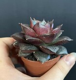 Magazoo Plante Echeveria Purpusorum