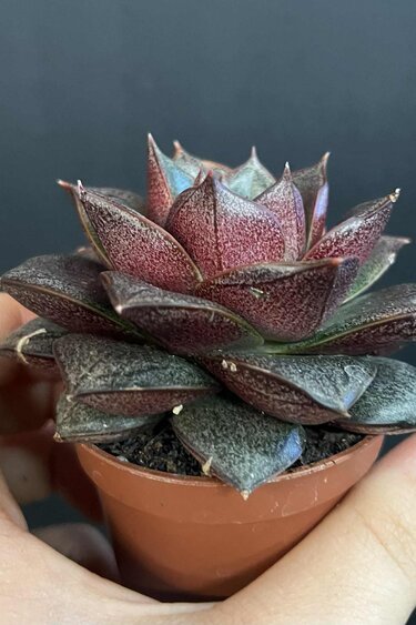 Magazoo Echeveria Purpusorum Plant