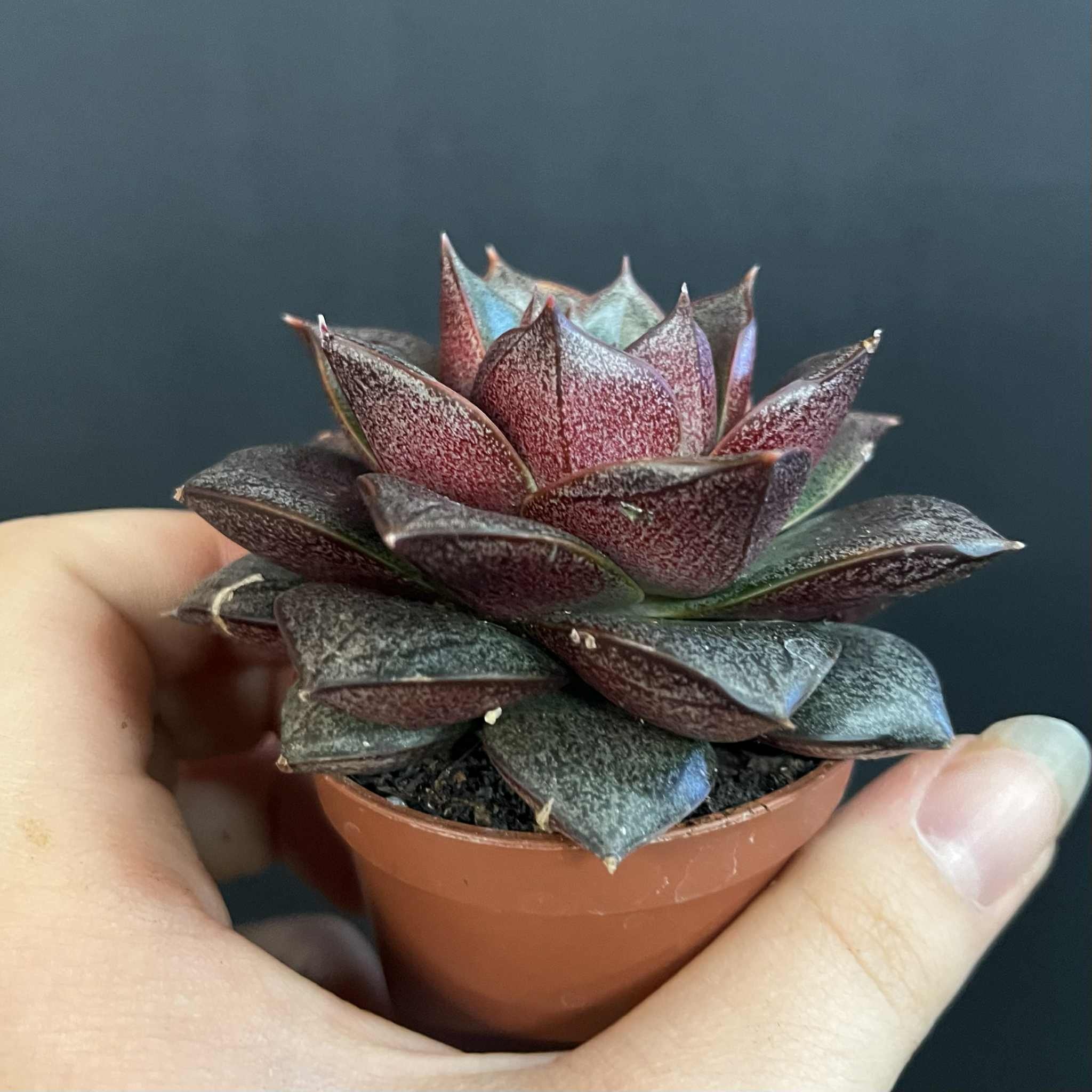 Magazoo Echeveria Purpusorum Plant