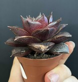 Magazoo Echeveria Purpusorum Plant