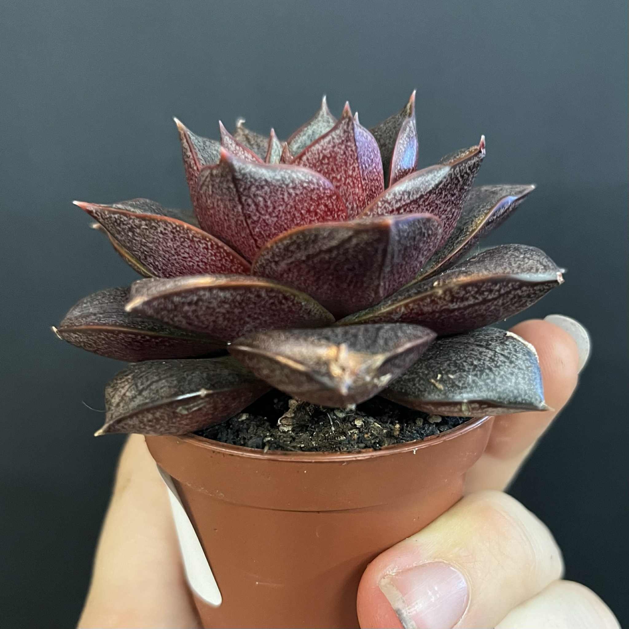Magazoo Plante Echeveria Purpusorum