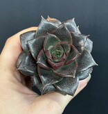 Magazoo Plante Echeveria Purpusorum
