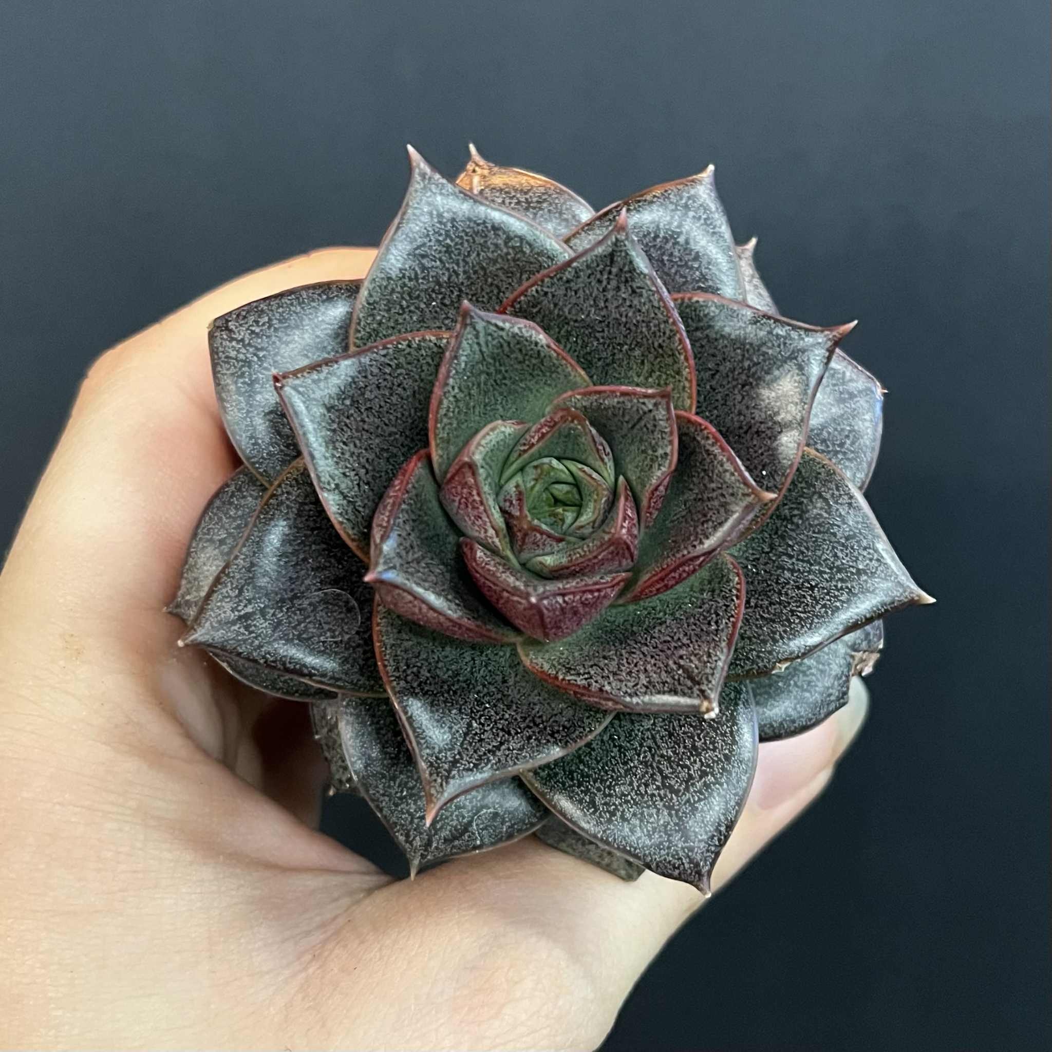 Magazoo Echeveria Purpusorum Plant