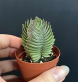 Magazoo Crassula 'Buddha's Temple' Plant