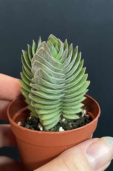 Magazoo Crassula 'Buddha's Temple' Plant
