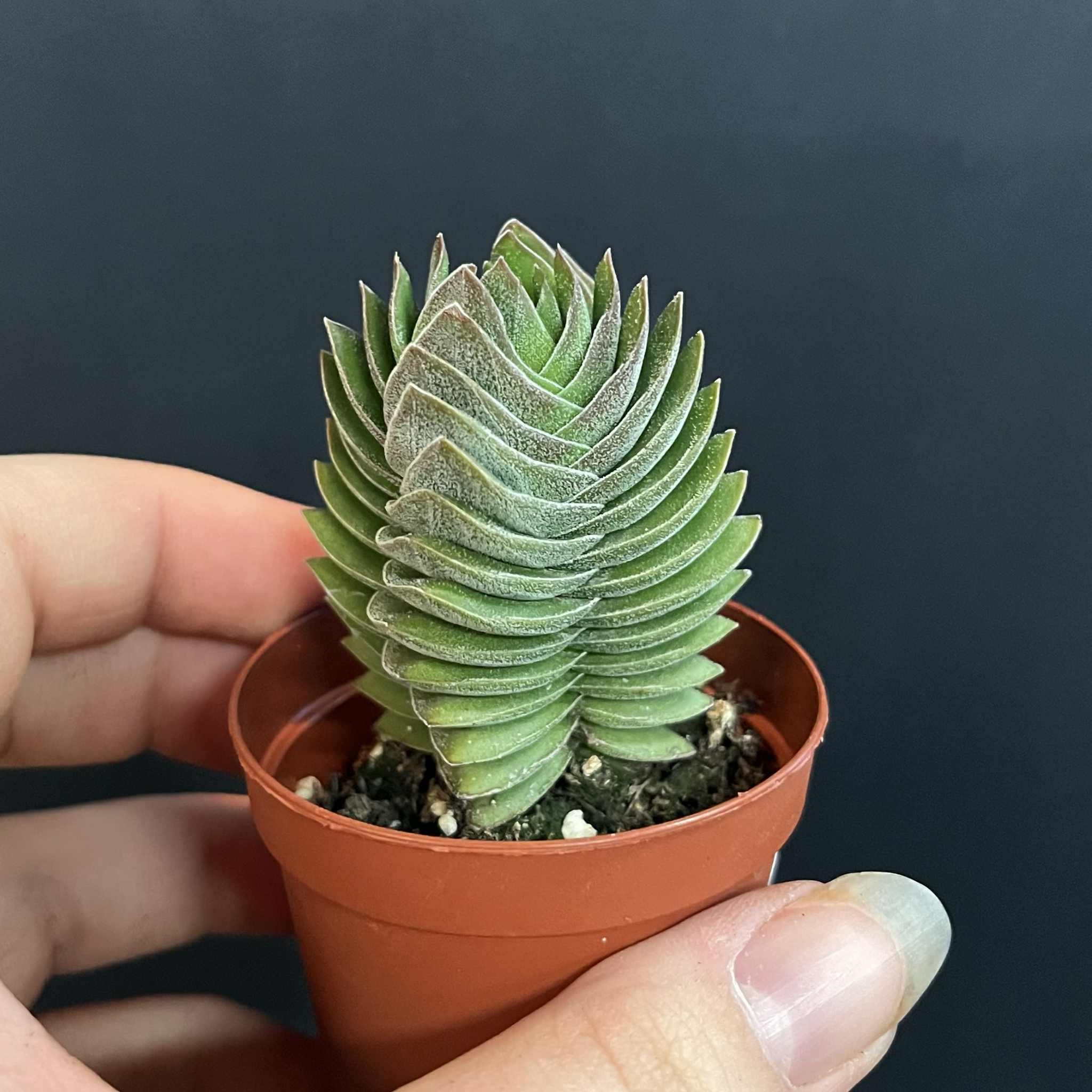 Magazoo Plante Crassula 'Buddha's Temple'