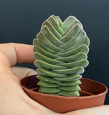 Magazoo Crassula 'Buddha's Temple' Plant