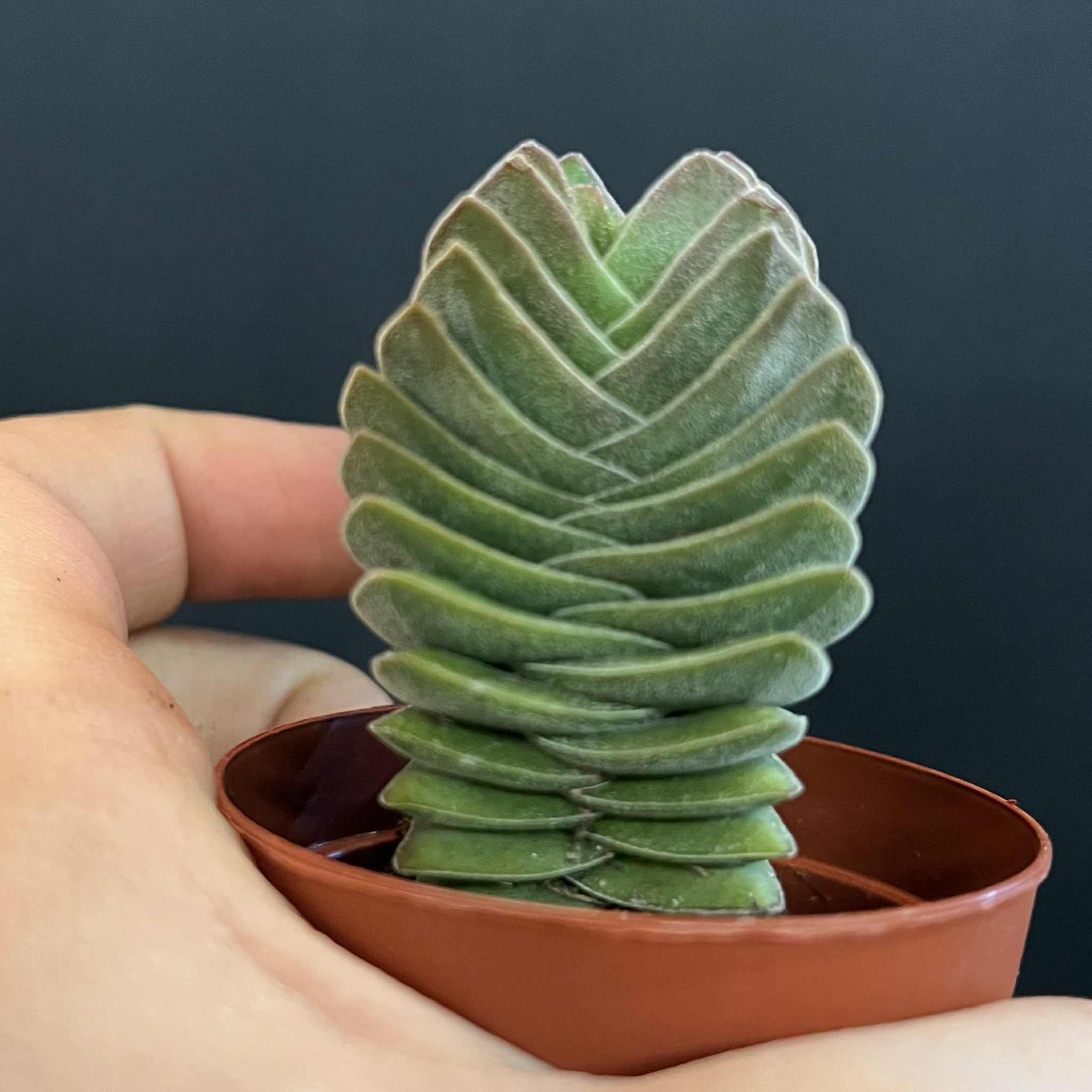 Magazoo Plante Crassula 'Buddha's Temple'