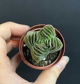Magazoo Crassula 'Buddha's Temple' Plant