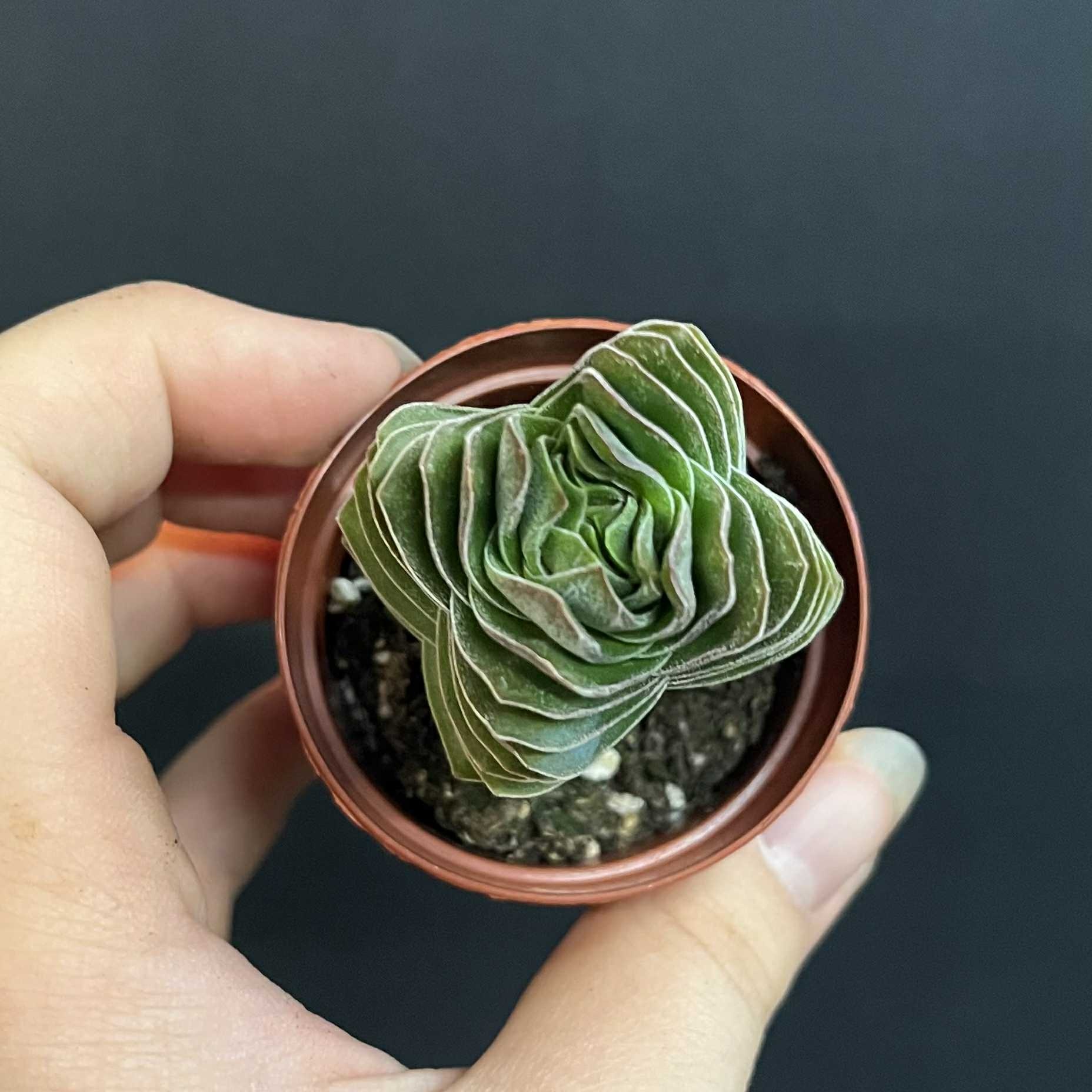 Magazoo Crassula 'Buddha's Temple' Plant