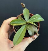 Magazoo Plante Népenthès 'Alata'