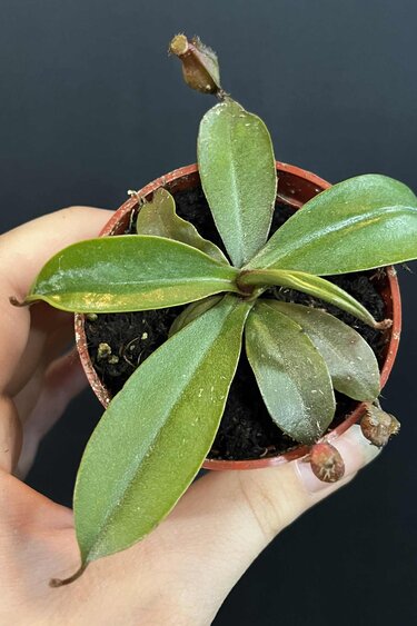 Magazoo Plante Népenthès 'Alata'