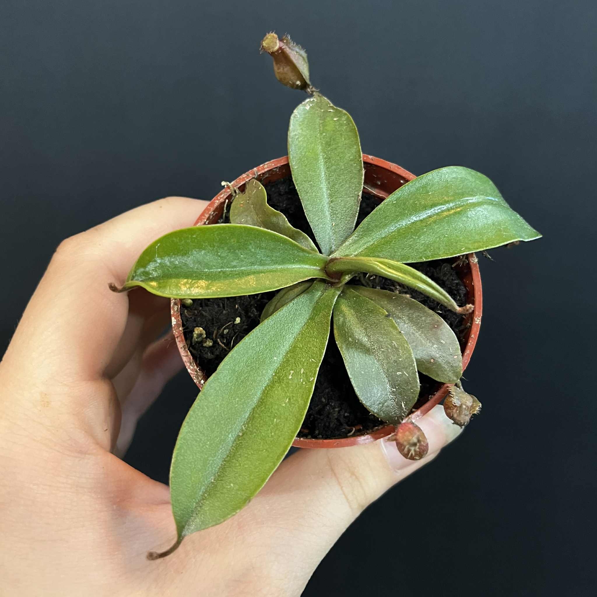 Magazoo Plante Népenthès 'Alata'