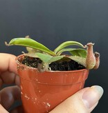 Magazoo Plante Népenthès 'Alata'