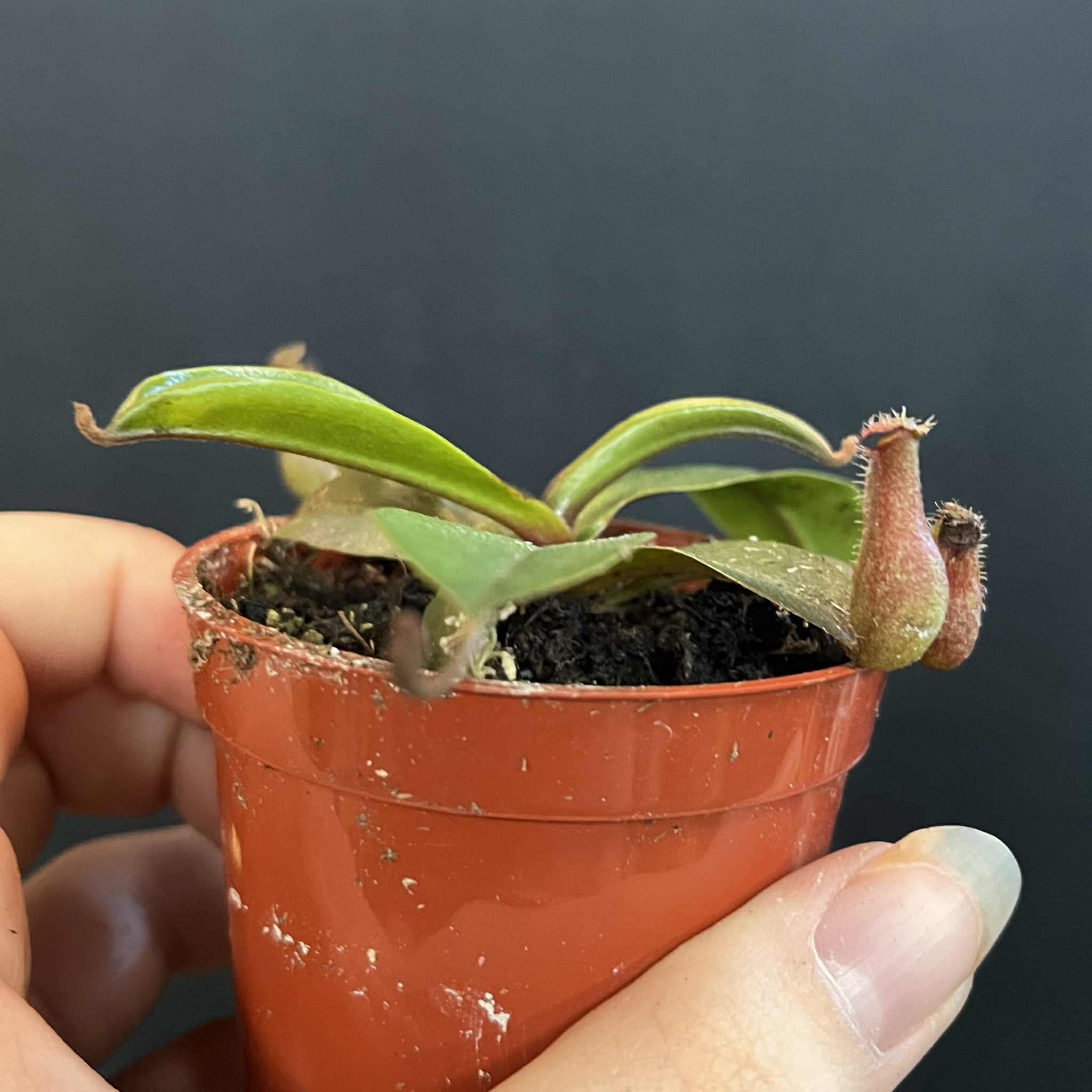 Magazoo Plante Népenthès 'Alata'